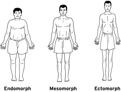 эндоморфный, эктоморфный и мезоморфный тип человека