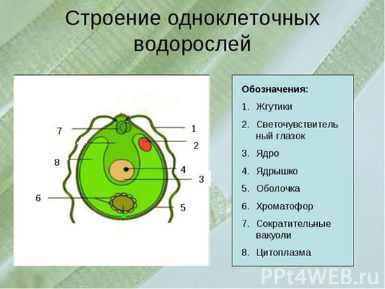 Чем строение многоклеточных водорослей отличается от одноклеточных