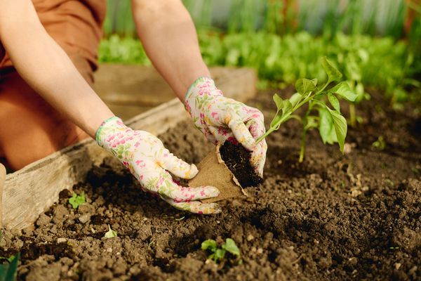 preparing-pepper-seedling-for-replanting-2024-07-10-23-18-07-utc.jpg