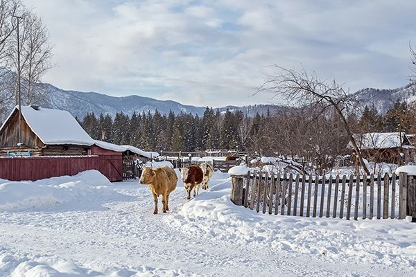the-winter-village-katanda-altai-siberia-russia-2024-09-06-02-24-03-utc.jpg