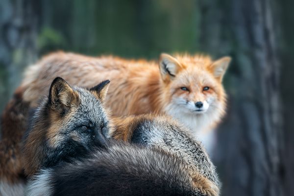 two-foxes-interacting-in-a-forest-setting-during-e-2025-03-25-05-03-07-utc.jpg