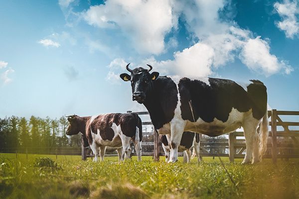 black-and-white-colored-bull-in-a-farmland-looking-2025-02-11-21-15-19-utc.jpg