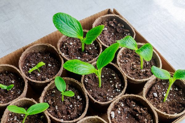 zucchini-seedlings-growing-in-a-pot-2023-11-27-05-27-29-utc.jpg