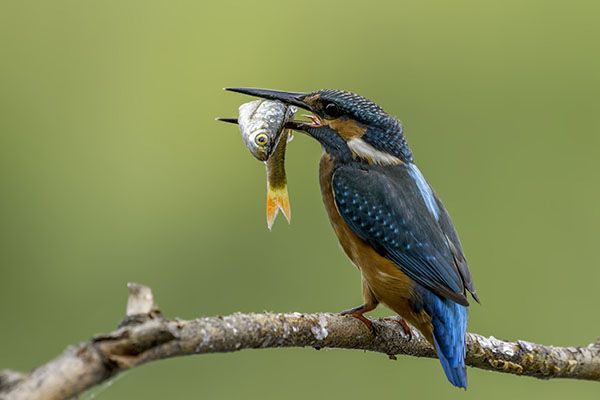 common-kingfisher-alcedo-athis-sitting-on-a-bran-2024-11-29-20-40-34-utc.jpg common-kingfisher-alcedo-athis-sitting-on-a-bran-2024-11-29-20-40-34-utc.jpg