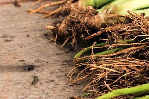 plant-roots-in-wooden-texture-2023-11-27-05-05-33-utc.jpg