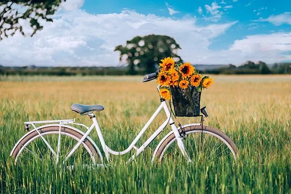 vintage-bicycle-with-sunflowers-2023-11-27-05-23-29-utc.jpg
