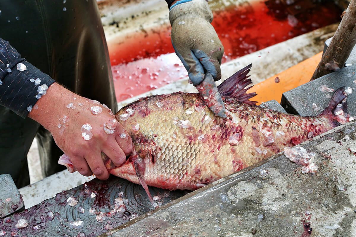 Как отличить СВЕЖУЮ РЫБУ от НЕСВЕЖЕЙ