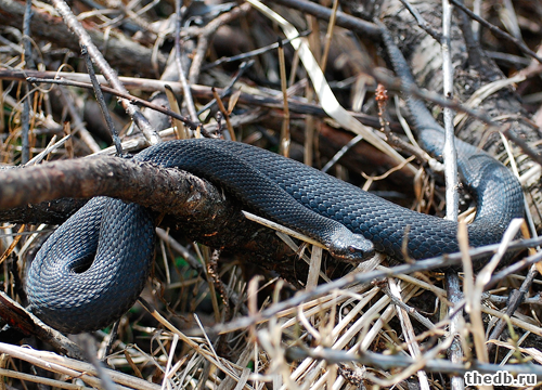 Отличие ГАДЮКИ от УЖА Отличие ГАДЮКИ от УЖА
