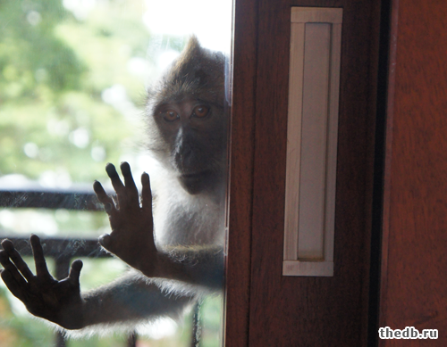 обезьяны и человек