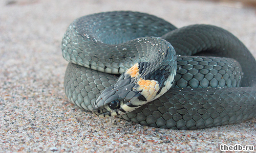 Чем отличается УЖ от ГАДЮКИ Чем отличается УЖ от ГАДЮКИ