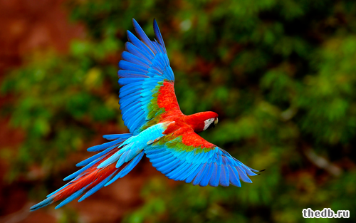 Как отличить попугаев (самку от самца) Как отличить попугаев (самку от самца)