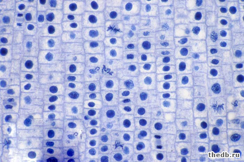 Чем отличается МИТОЗ от МЕЙОЗА Чем отличается МИТОЗ от МЕЙОЗА