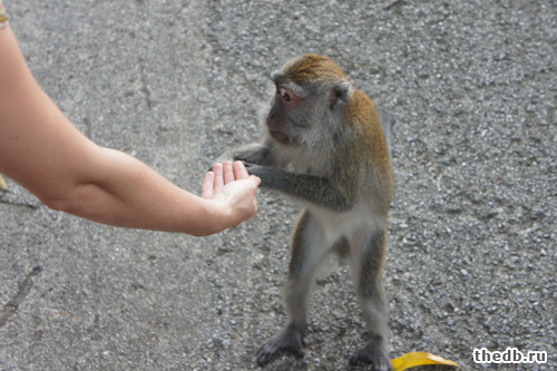 Что отличает нас от обезьян