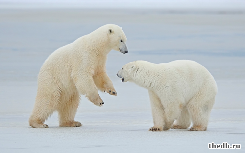 Отличие АНТАРКТИКИ от АРКТИКИ