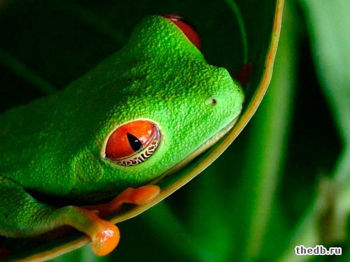 Отличия ПРЕСМЫКАЮЩИХСЯ от ЗЕМНОВОДНЫХ Отличия ПРЕСМЫКАЮЩИХСЯ от ЗЕМНОВОДНЫХ